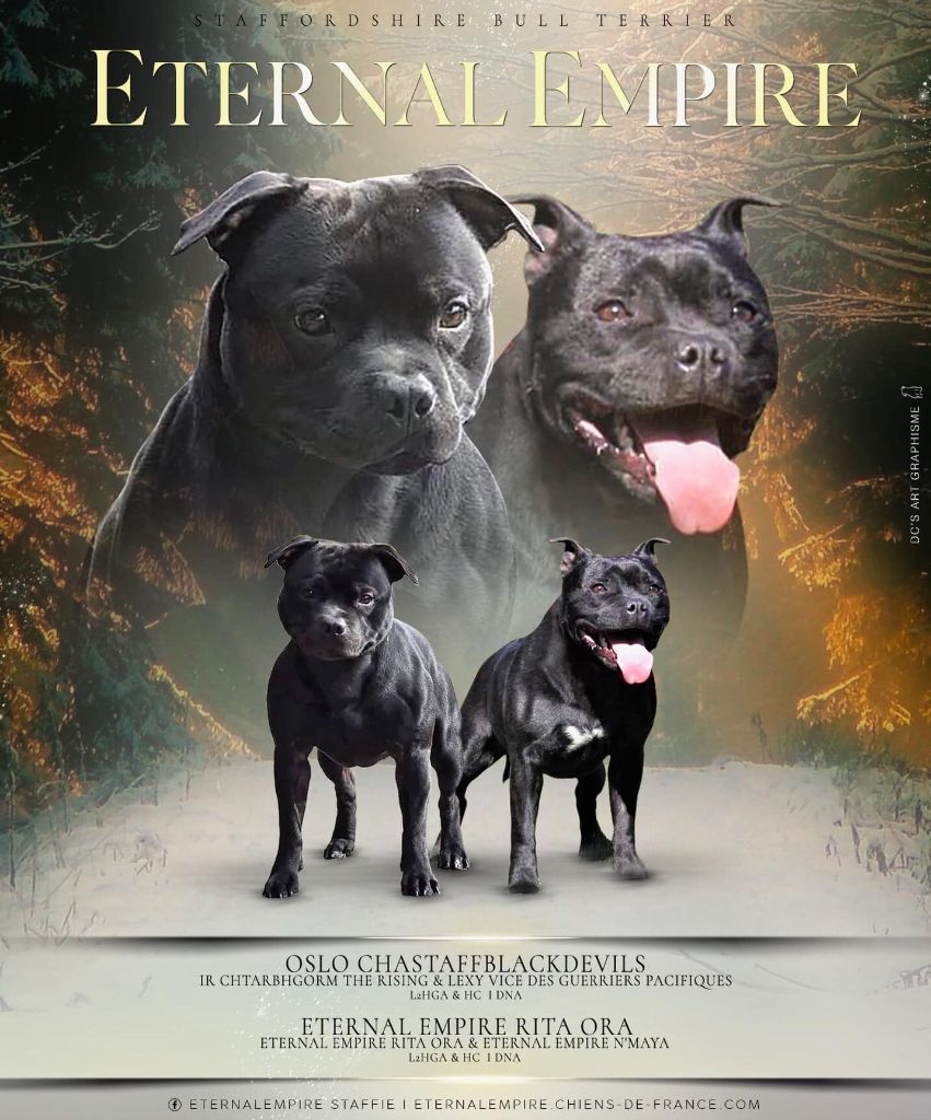 chiot Staffordshire Bull Terrier Eternal Empire