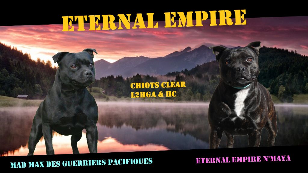 Eternal Empire - Staffordshire Bull Terrier - Portée née le 02/04/2020