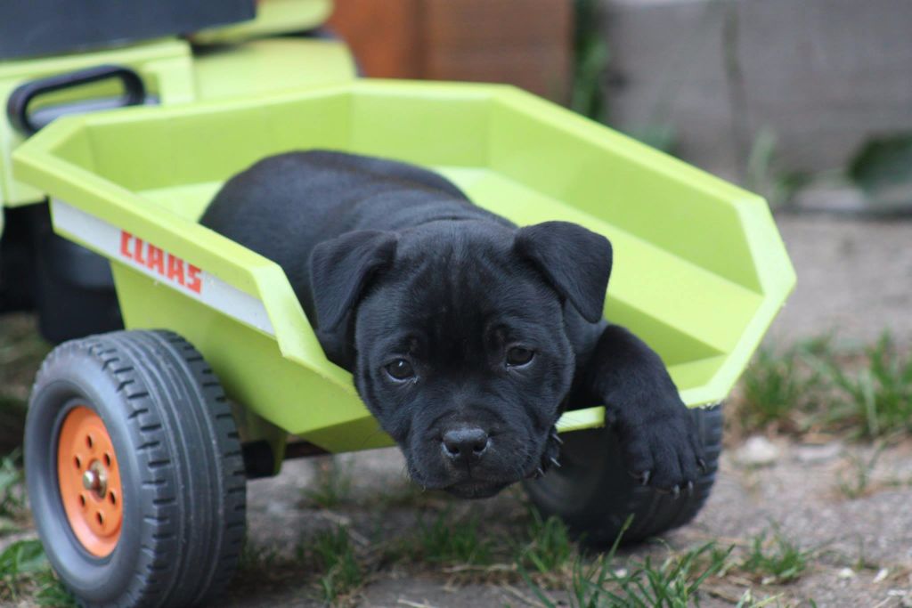 Nos chiens